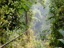 gibbon (61)